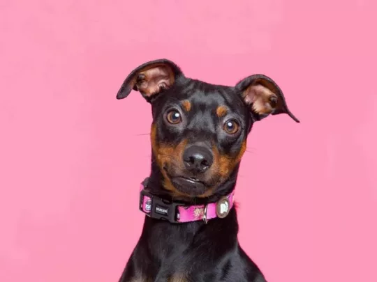 DUKIER Collar Dogtella - Imagen 3