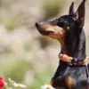DUKIER Collar Heladog Talla M - Imagen 3