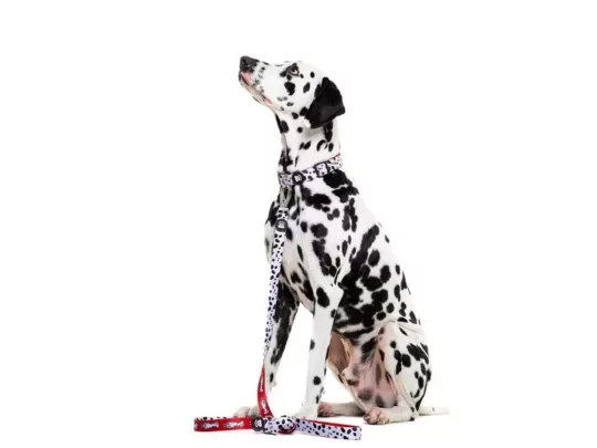 Dukier correa Dalmatian - Imagen 2