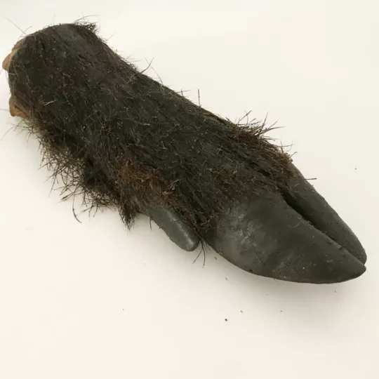 Pata de Jabalí con pelo