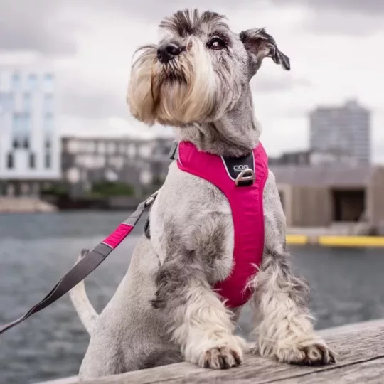 Arnés Dog Copenhagen Walk Pro Morado - Imagen 5