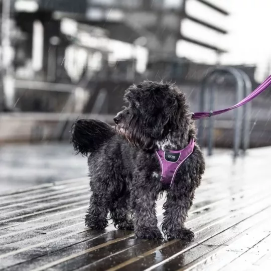 Arnés DOG Copenhagen Confort Walk Go Fucsia - Imagen 11