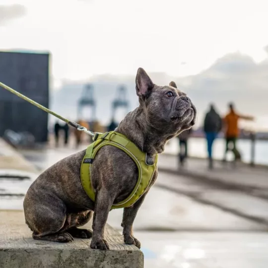Arnés DOG Copenhagen Confort Walk Go Fucsia - Imagen 6