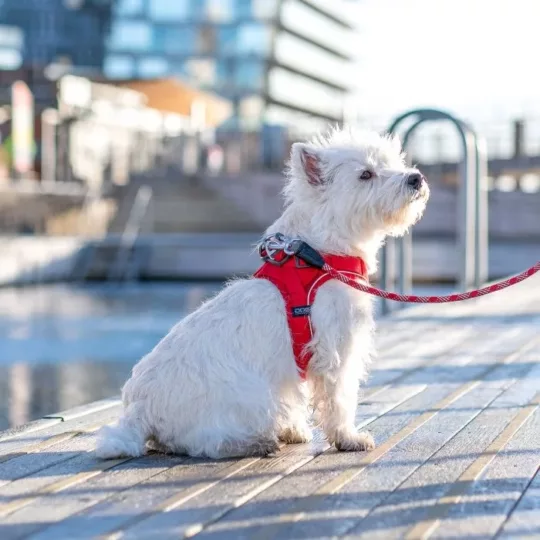 Arnés DOG Copenhagen Confort Walk Go Fucsia - Imagen 8