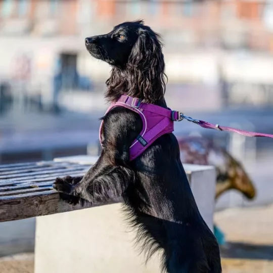 Arnés DOG Copenhagen Confort Walk Go Fucsia - Imagen 7