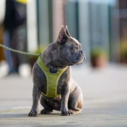 Arnés DOG Copenhagen Confort Walk Go Fucsia - Imagen 9