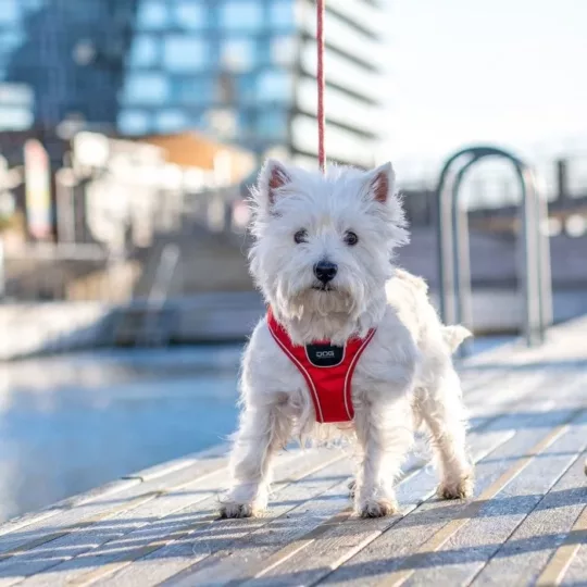 Arnés DOG Copenhagen Confort Walk Go Fucsia - Imagen 10