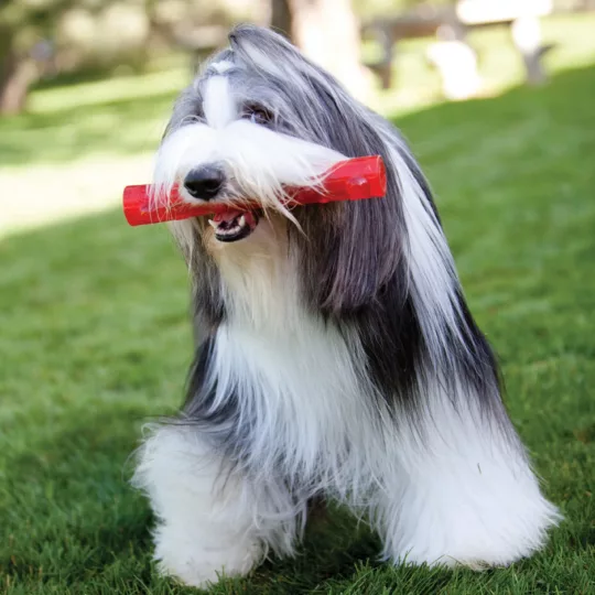 kong Squeezz stick - Imagen 3