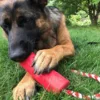Sodapup USA-K9 Super pertardo - Imagen 2
