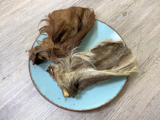 Oreja de Vacuno con pelo XXL