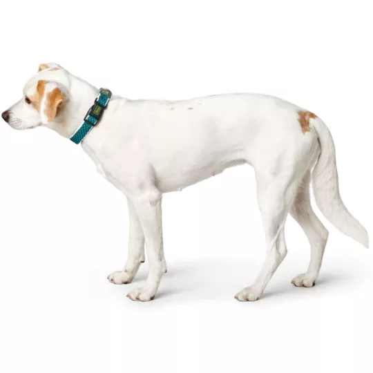Collar Hunter panal turquesa - Imagen 2
