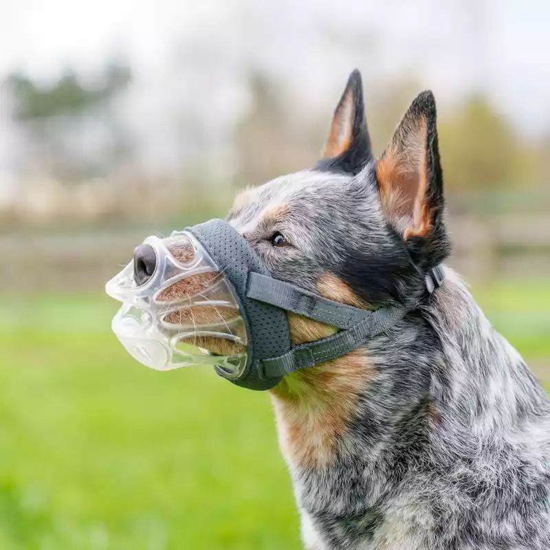 Bozal Baskerville Invisa - Imagen 5